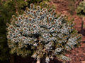 Picea omorika Midiam IMG_5116 (VALENTA) Świerk serbski